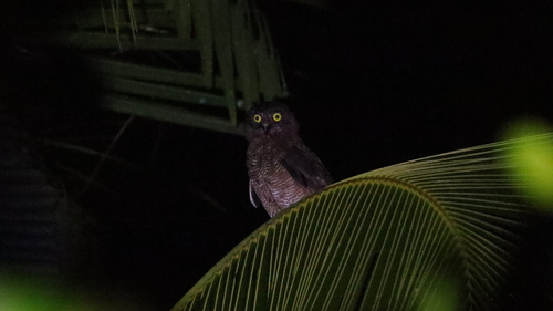 Halmahera Boobook (Ninox hypogramma)