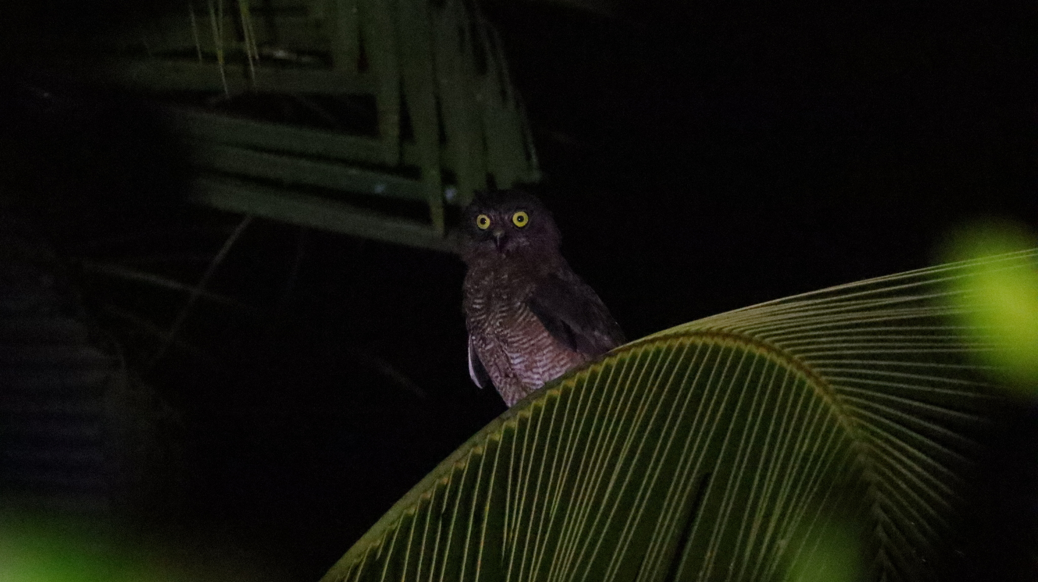 Halmahera Boobook (Ninox hypogramma), photo 1