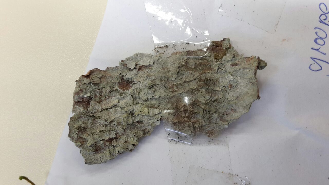 Phlyctis argena image