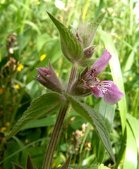 Stachys arabica