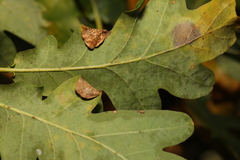 Macrodiplosis pustularis