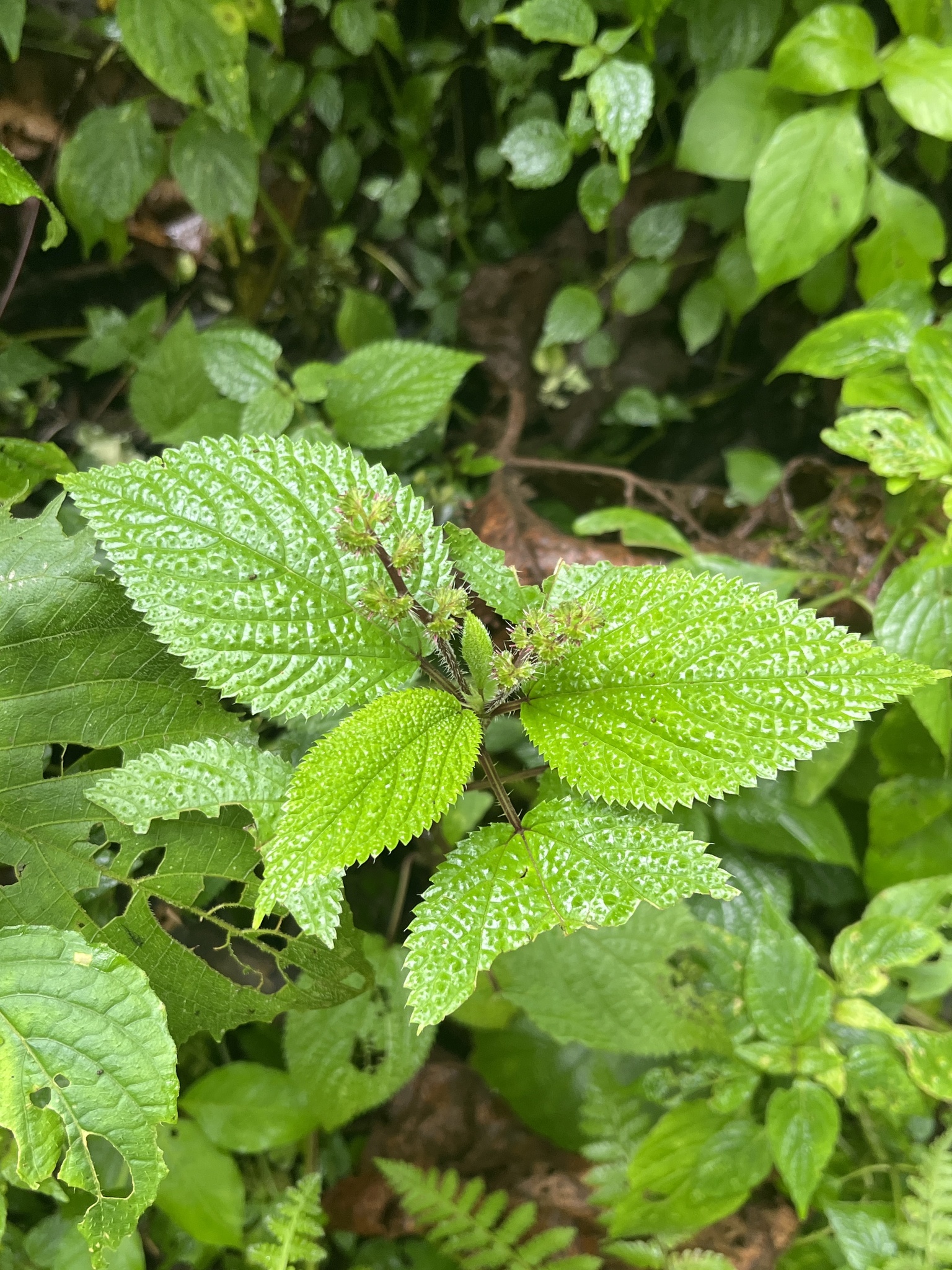Broadleaf Nettle (Laportea alatipes)