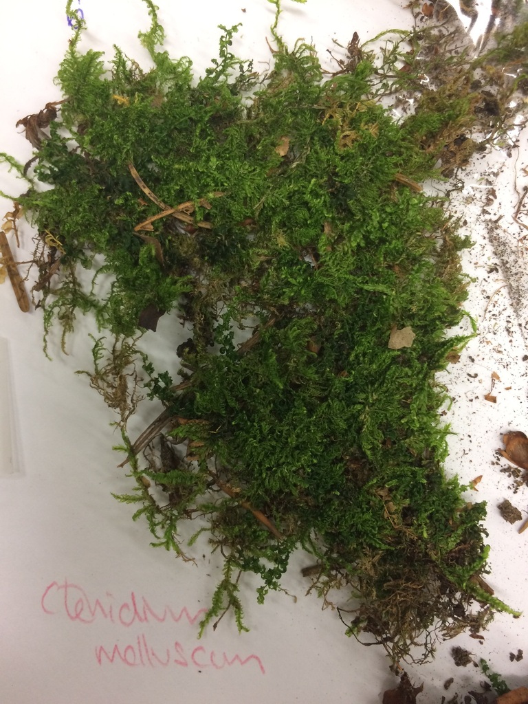 Comb-moss (Leysin LETS guide to flora and fauna) · iNaturalist