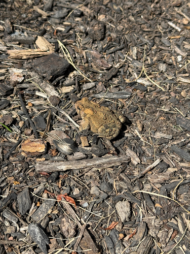 American Toad