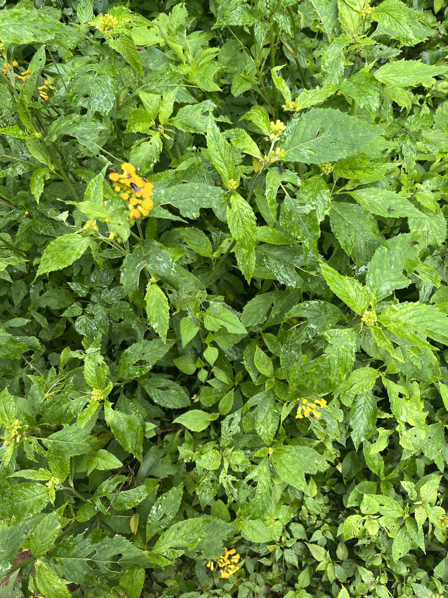 Crassocephalum montuosum
