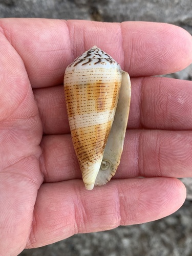 Conus magus observed 2025-08-29