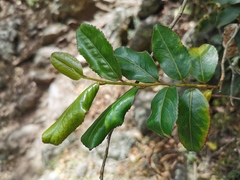 Aphloia theiformis