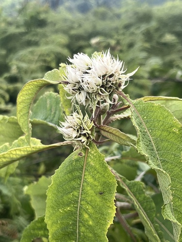 Shire Vernonia (Baccharoides adoensis)
