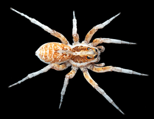 Alopecosa leonhardii