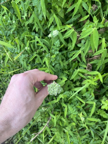 Daucus incognitus, 2025-08-13