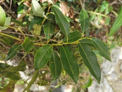 Agarista salicifolia