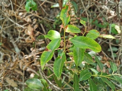 Agarista salicifolia