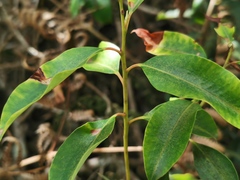 Agarista salicifolia