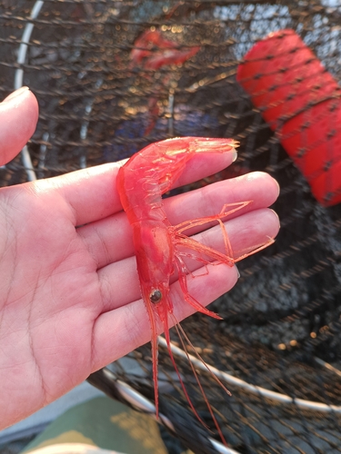 ocean shrimp