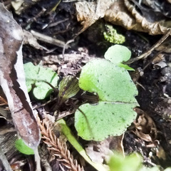 Corybas hypogaeus