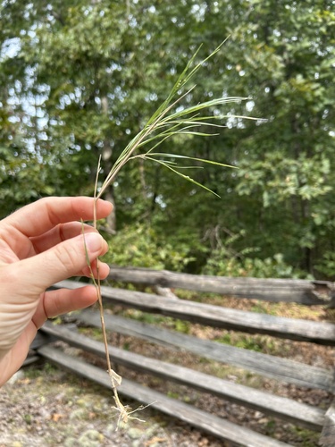 Dichanthelium angustifolium, 2025-08-28