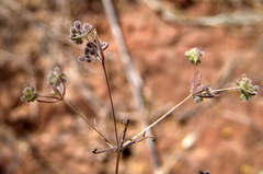 Galium philistaeum