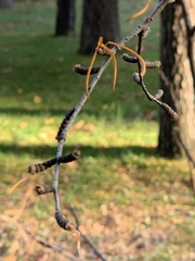 Pseudolarix amabilis