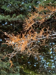 Pseudolarix amabilis