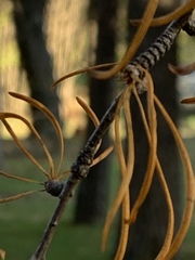 Pseudolarix amabilis