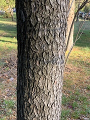 Pseudolarix amabilis