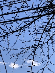 Pseudolarix amabilis