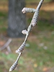 Pseudolarix amabilis