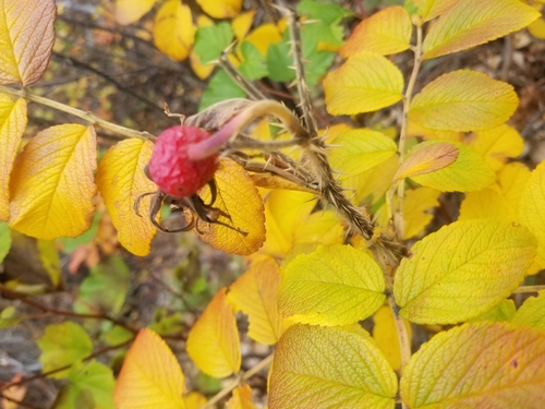 Raukšlėtalapis erškėtis nuotrauka