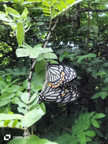 Common Mime Swallowtail