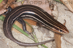Southeastern Five-Lined Skink photo 2