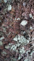 Parmeliopsis ambigua