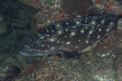 Epinephelus coeruleopunctatus