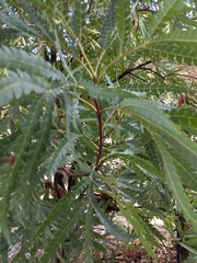 Lyonothamnus