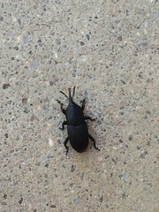 Scyphophorus