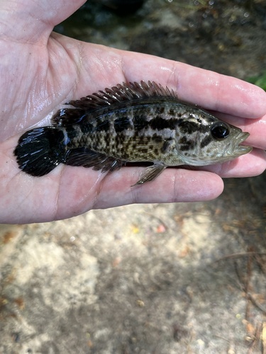 Parachromis managuensis, 2025-08-28
