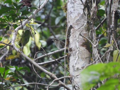 Microptilotis montanus observed 2023-09-24