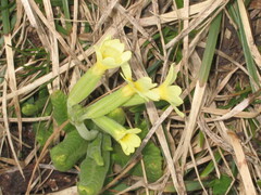 Primula intricata