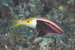 Parupeneus barberinoides