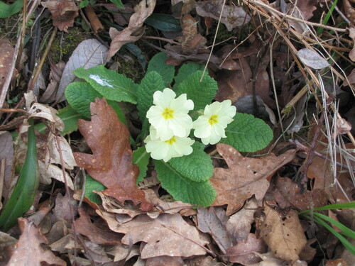Primula vulgaris