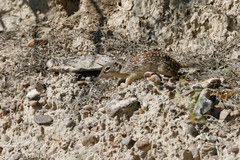 Ictidomys parvidens