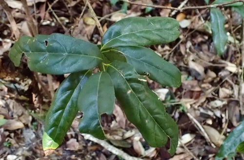 Cryptocarya macdonaldii observed 2025-08-22