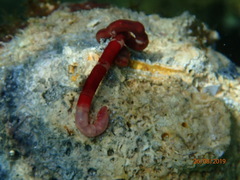 Tubulanus