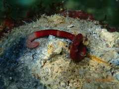 Tubulanus