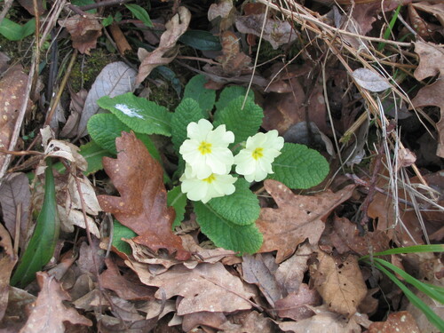 Primula vulgaris