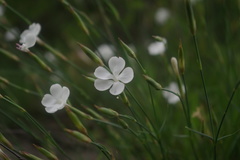 Dianthus cretaceus