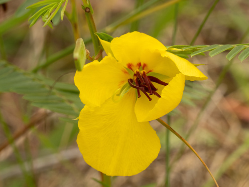 Deering partridge pea (Chamaecrista deeringiana)