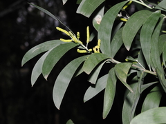Acacia glaucescens (Acacia glaucescens)