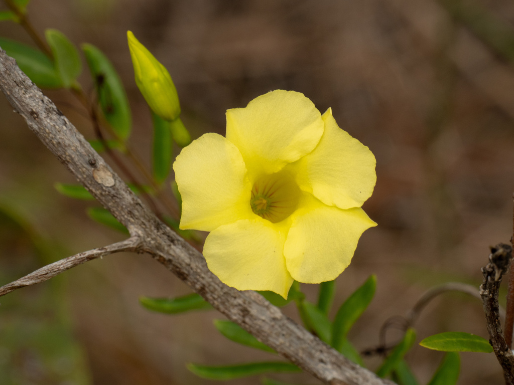 Pentalinon luteum, Miami-Dade County, US-FL, US