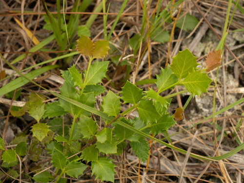 Crossopetalum ilicifolium, photograph 1