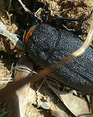 Acanthinodera cumingii